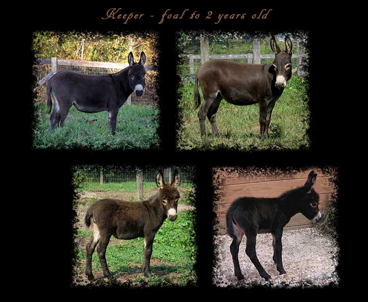 Critter Haven Farm Miniature Donkeys